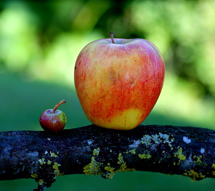 Two apples from own garden, Göztis, Sony Alpha 500, Tamron 90mm