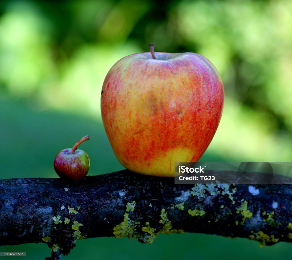 Big Brother Apple Two apples from own garden, Göztis, Sony Alpha 500, Tamron 90mm Large Stock Photo