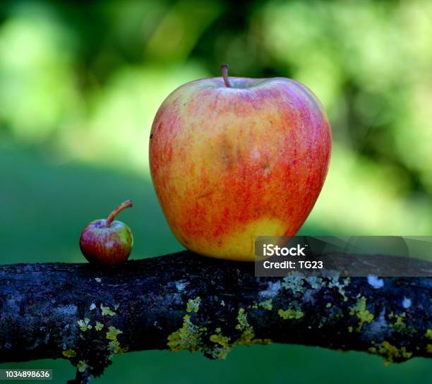 Big Brother Apple Stock Photo - Download Image Now - Large, Small, Fruit