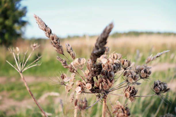 istock Dead seed flower and wheat in Field 1034901918