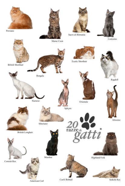 istock Cat breeds poster in Italian 1034905864
