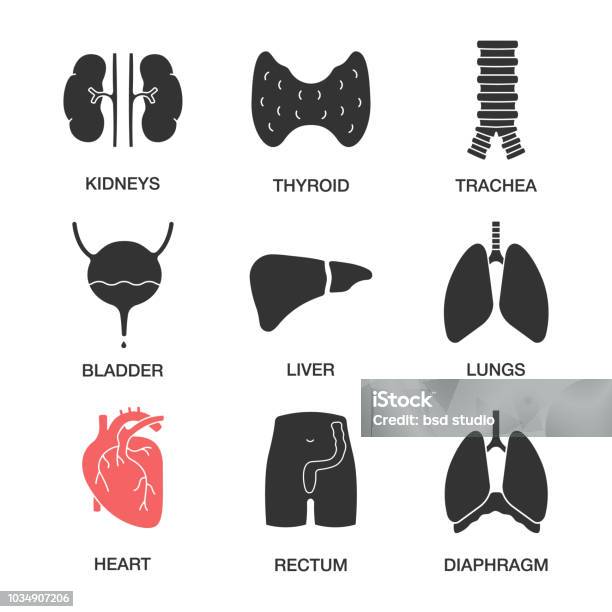 Internal Organs Icons Stock Illustration - Download Image Now - Icon Symbol, Thyroid Gland, Human Trachea