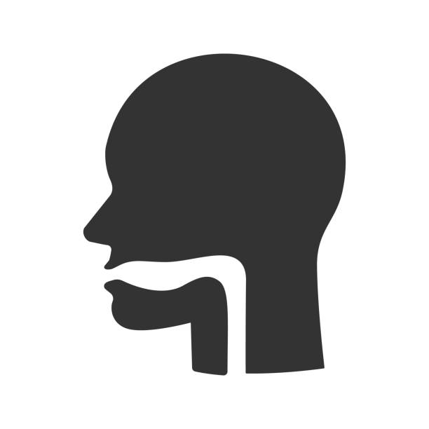 Oral cavity, pharynx and esophagus icon Mouth, pharynx and esophagus glyph icon. Vector silhouette esophagus stock illustrations