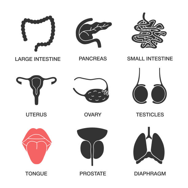 Internal organs icons Internal organs glyph icons set. Vector silhouettes. Large and small intestine, pancreas, uterus, ovary, testicles, tongue, prostate, diaphragm testis stock illustrations