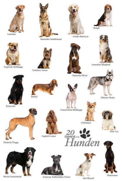 โปสเตอร์สายพันธุ์สุนัขในภาษาเยอรมัน ภาพสต็อก - ดาวน์โหลดรูปภาพตอนนี้ - สุนัข พันธุ์แท้, เกรตเดน, การถ่ายภาพ - ภาพ - Istock