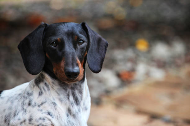istock Dachshund Dog autumn Garden 1034916876