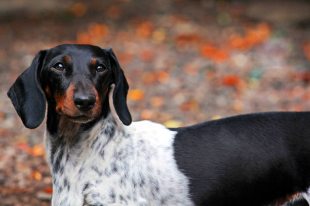 istock Dachshund Dog autumn Garden 1034916880