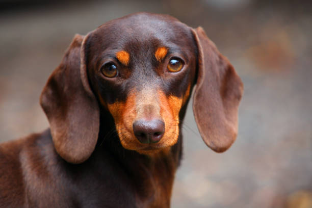 istock Dachshund Dog autumn Garden 1034916882