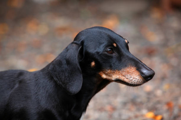 istock Dachshund Dog autumn Garden 1034916886