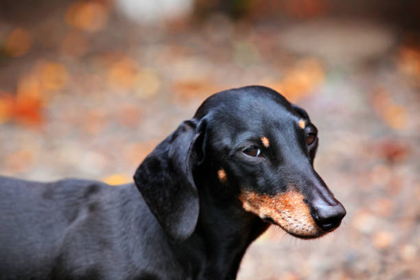 istock Dachshund Dog autumn Garden 1034916888