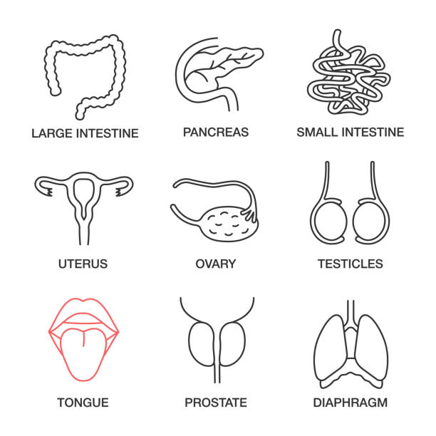 Internal organs icons Internal organs linear vector icons. Thin line. Large and small intestine, pancreas, uterus, ovary, testicles, tongue, prostate, diaphragm testis stock illustrations