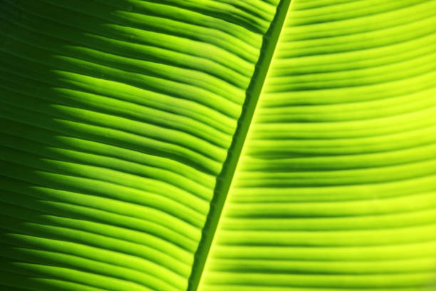 istock texture of beautiful fresh banana leaf background 1034918840
