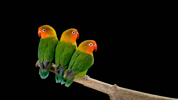istock Fischer's lovebirds on branch 1034925412