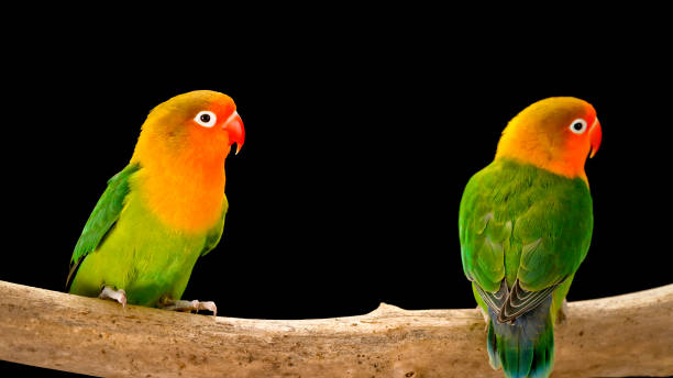 istock Fischer's lovebirds on branch 1034925414