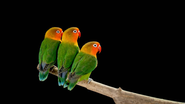 istock Fischer's lovebirds on branch 1034925418