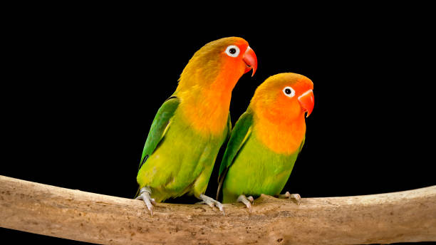 istock Fischer's lovebirds on branch 1034925430