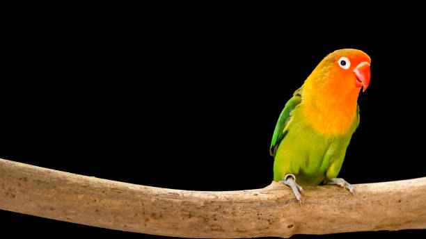 fischer's lovebird on branch - inseparável de fisher imagens e fotografias de stock