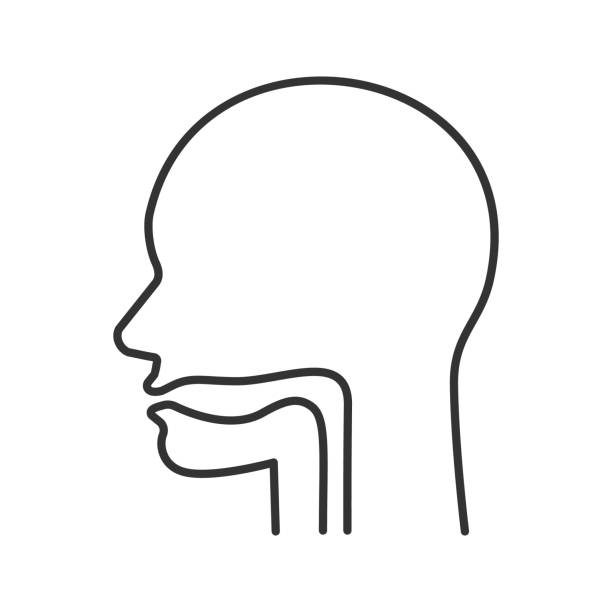 Oral cavity, pharynx and esophagus icon Mouth, pharynx and esophagus linear vector icon. Thin line throat stock illustrations