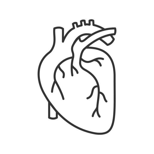 Human heart anatomy icon Human heart anatomy linear vector icon. Thin line body part stock illustrations