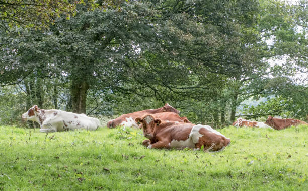 эйршир крупного рогатого скота basking под деревьями на grassy поле в шотландии - ayrshire cattle стоковые фото и изображения