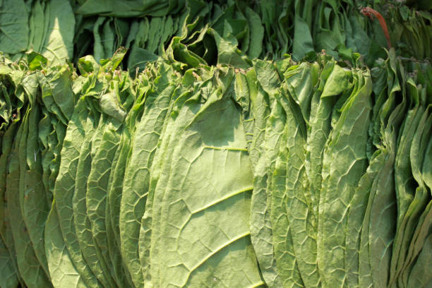 istock green colored tobacco leaves 1034928430