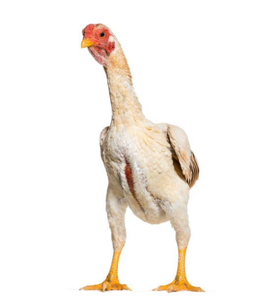 istock Shamo Shamo also known as gamecocks, standing against white background 1034931434