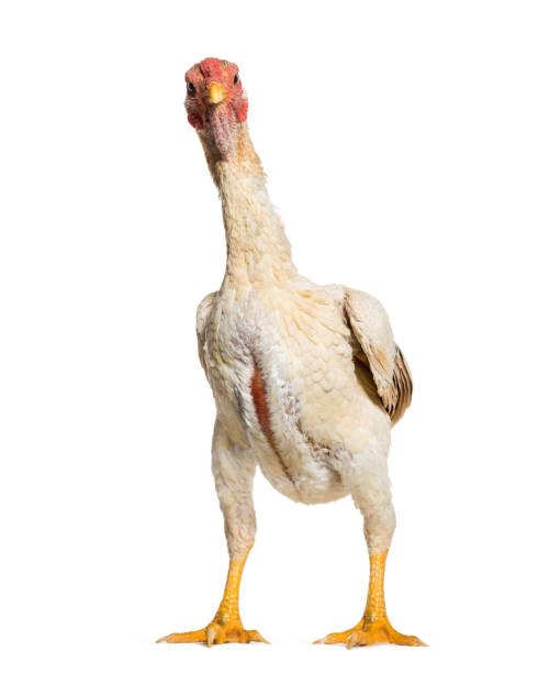istock Shamo Shamo also known as gamecocks, standing against white background 1034931448