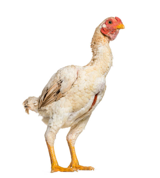 istock Shamo Shamo also known as gamecocks, standing against white background 1034931476