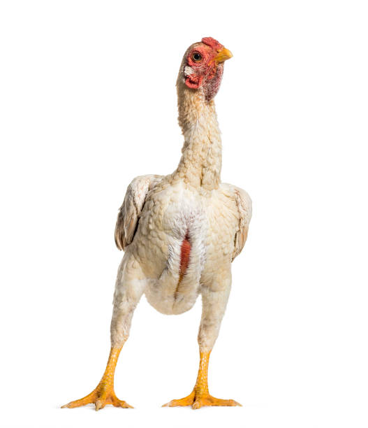 istock Shamo Shamo also known as gamecocks, standing against white background 1034931526