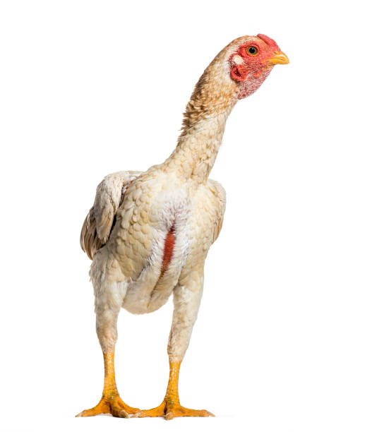 istock Shamo Shamo also known as gamecocks, standing against white background 1034931536
