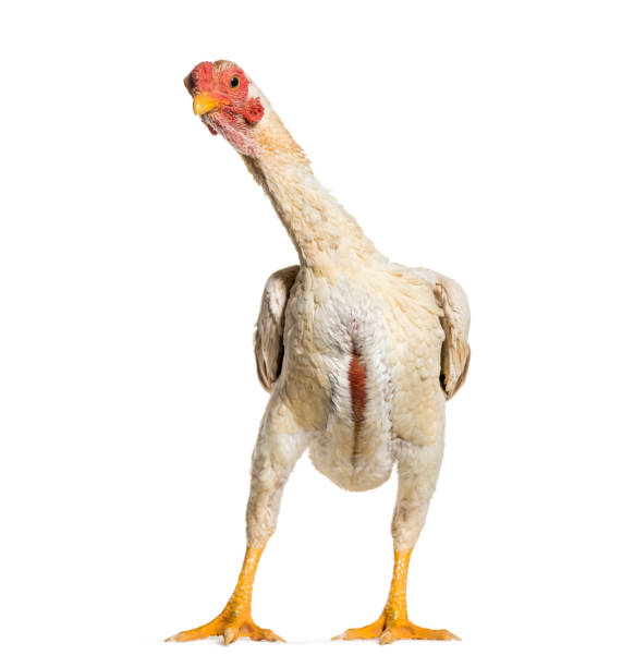 istock Shamo Shamo also known as gamecocks, standing against white background 1034931544
