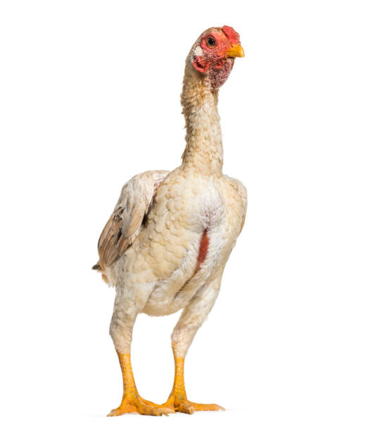 istock Shamo Shamo also known as gamecocks, standing against white background 1034931576