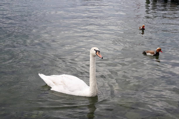 istock Valentine Swams by the lake 1034932136