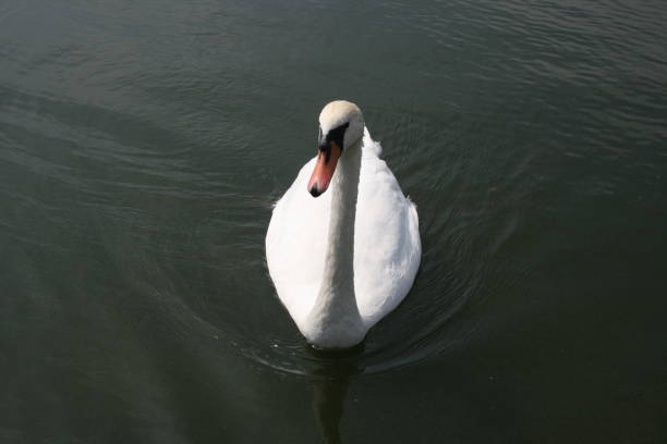 istock Swam in a lake 1034932322