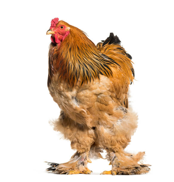 istock Brahma Rooster standing against white background 1034935038