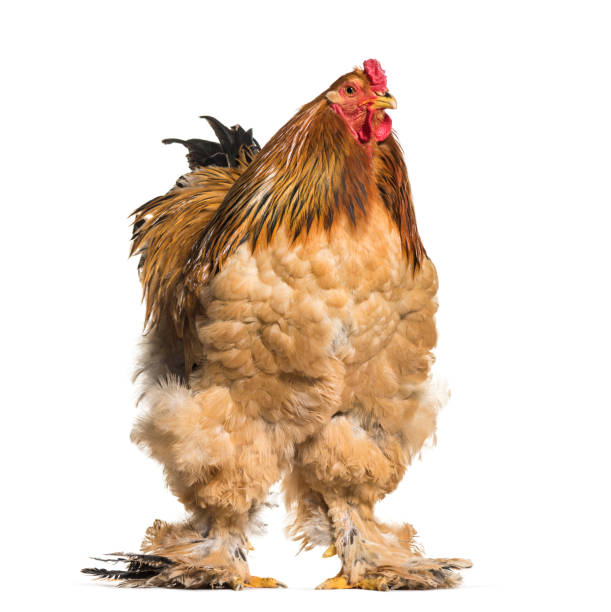 istock Brahma Rooster standing against white background 1034935174