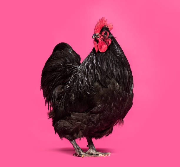 istock Orpington chicken standing against white background 1034937436