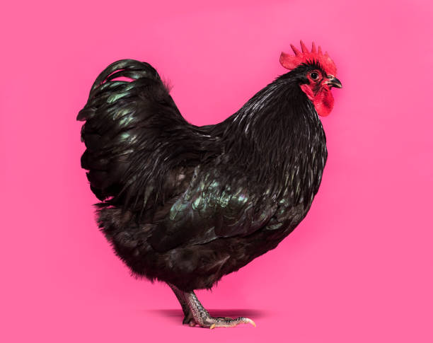 istock Orpington chicken standing against white background 1034937464