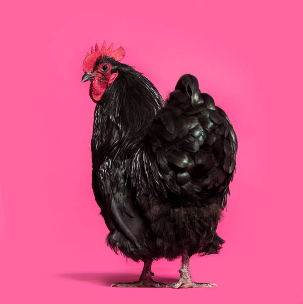 istock Orpington chicken standing against white background 1034937758