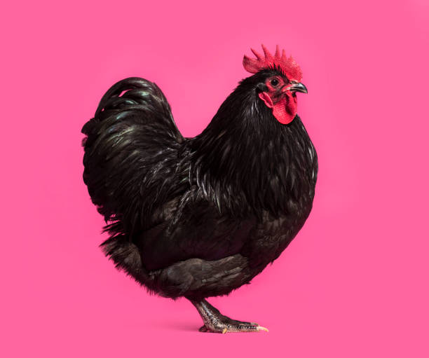 istock Orpington chicken standing against white background 1034937766
