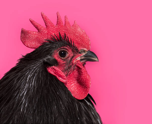 istock Orpington chicken against white background 1034937944