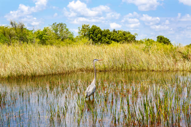 florida-feuchtgebiet, luftkissenboot fahren im everglades national park in den usa. beliebter ort für touristen, wilde natur und tiere - woods reflection famous place standing water stock-fotos und bilder