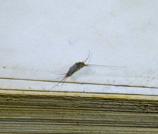 istock Pest books and newspapers. Insect feeding on paper - silverfish 1034941010