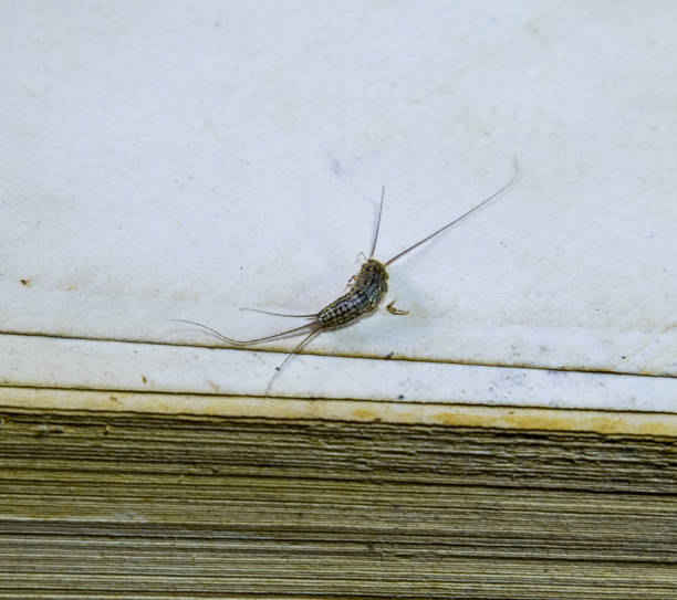 istock Pest books and newspapers. Insect feeding on paper - silverfish 1034941028