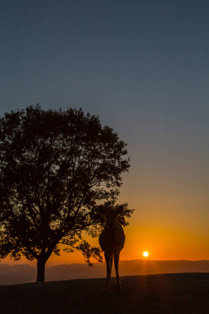 istock Evening scenery of Nara, Japan 1034941688
