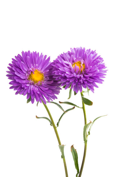 istock flower lilac asters isolated 1034944386