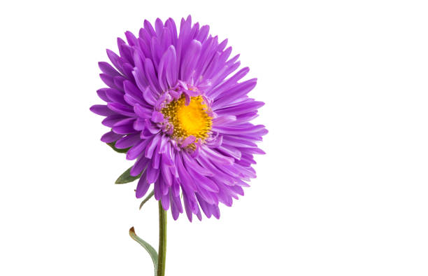 istock flower lilac asters isolated 1034945062