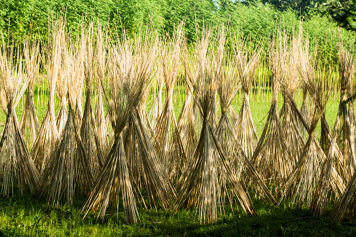 Jute sticks are drying in the sunlight.