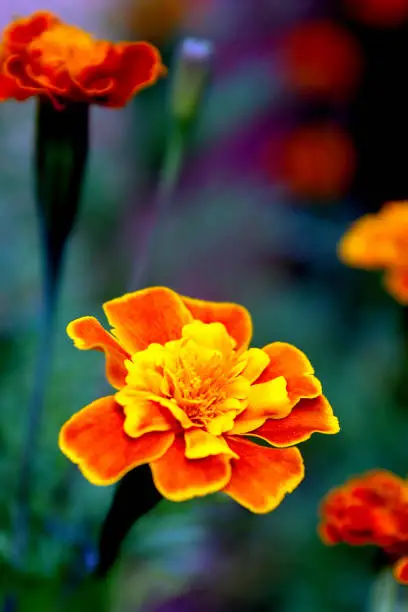 Photo of african marigold maroon