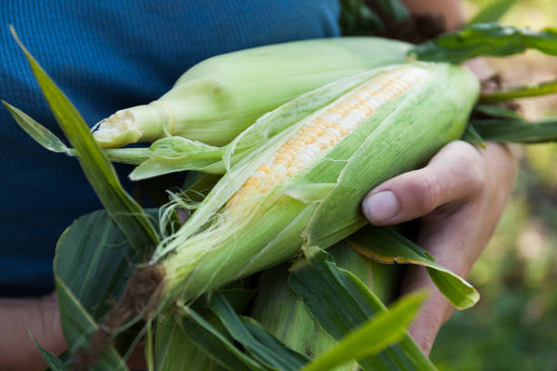 istock Agriculture maize, cultivated sweet corn in garden 1034955592